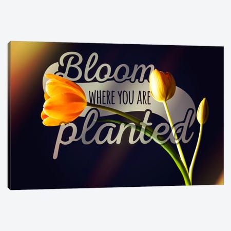 Bloom Where you're Planted Canvas Print #ILS28} by 5by5collective Canvas Print