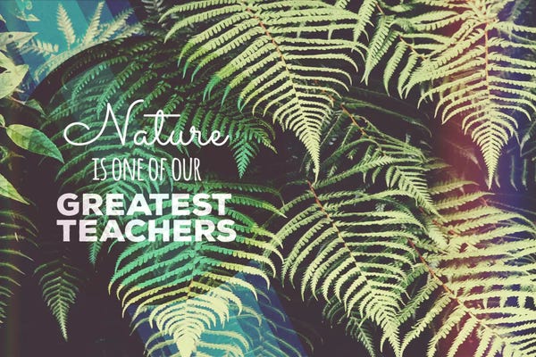 Forests: Greatest Teacher by 5by5collective