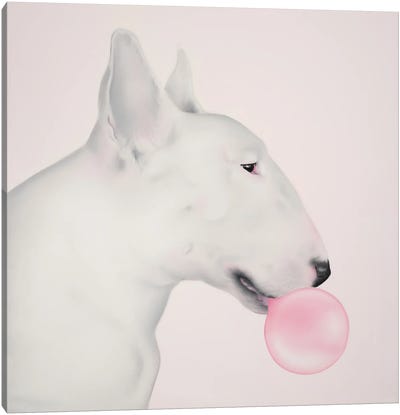 Access Denied Canvas Art Print - Bull Terrier Art