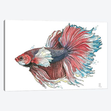 Siamese Fighting Fish III Canvas Print #IMN21} by Irene Meniconi Art Print