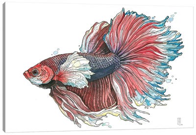 Siamese Fighting Fish III Canvas Art Print - Irene Meniconi