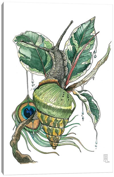 Papuina Pulcherrima Canvas Art Print - Snail Art