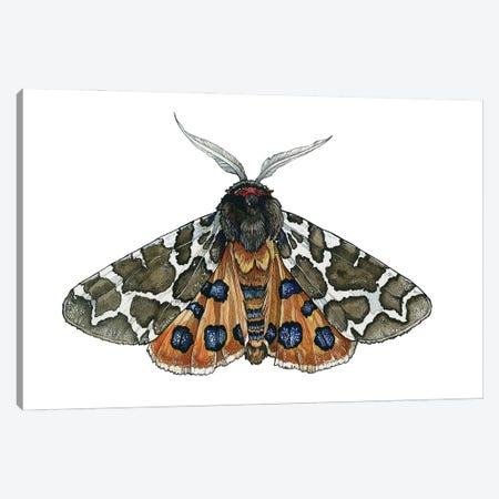 Arctia Caja moth Canvas Print #IMN27} by Irene Meniconi Canvas Artwork