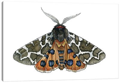 Arctia Caja moth Canvas Art Print - Irene Meniconi