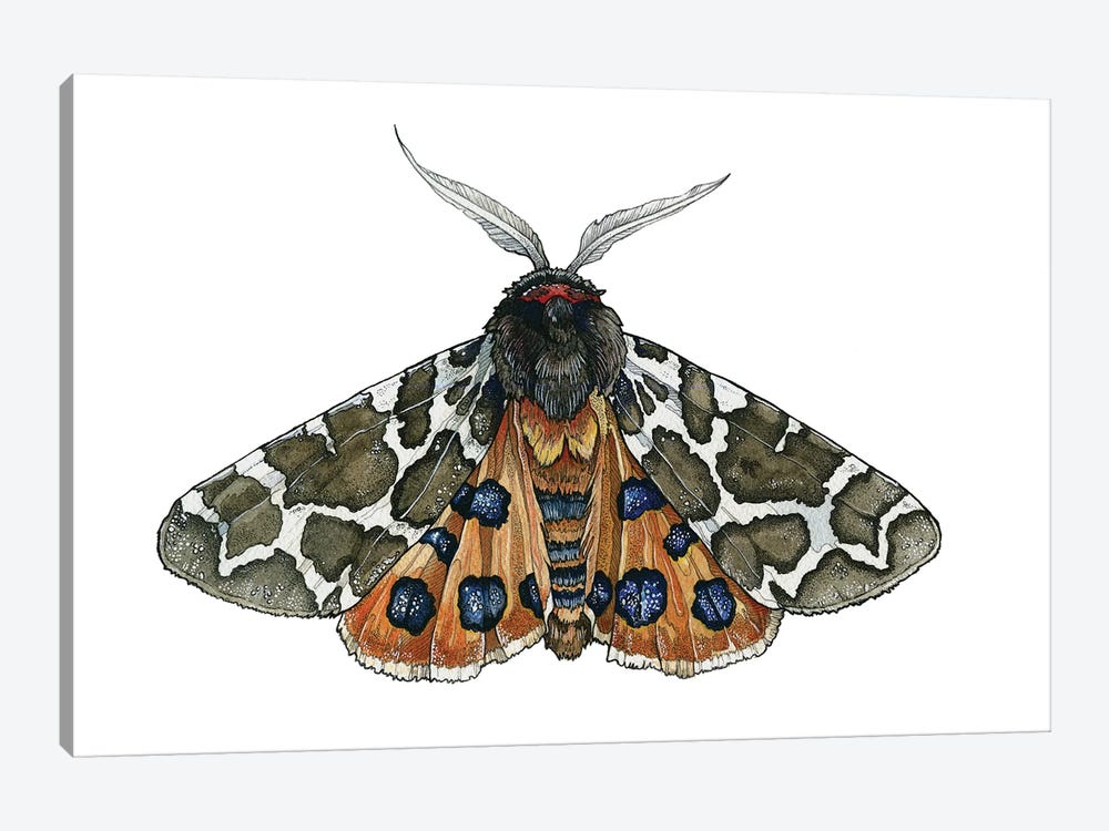 Arctia Caja moth by Irene Meniconi 1-piece Canvas Art