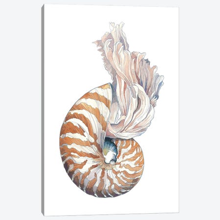 Nautilus Canvas Print #IMN29} by Irene Meniconi Canvas Print