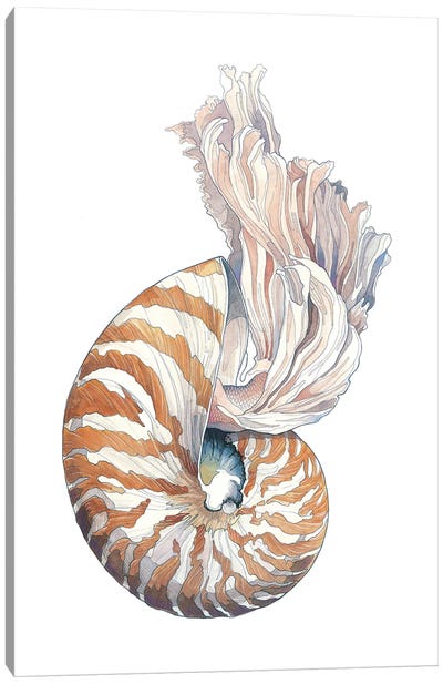 Nautilus Canvas Art Print - Irene Meniconi