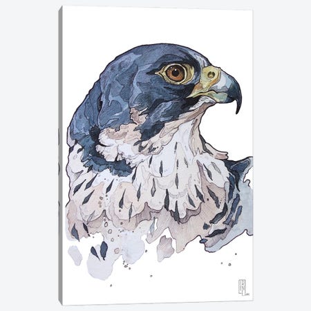 Peregrine Falcon Canvas Print #IMN37} by Irene Meniconi Art Print
