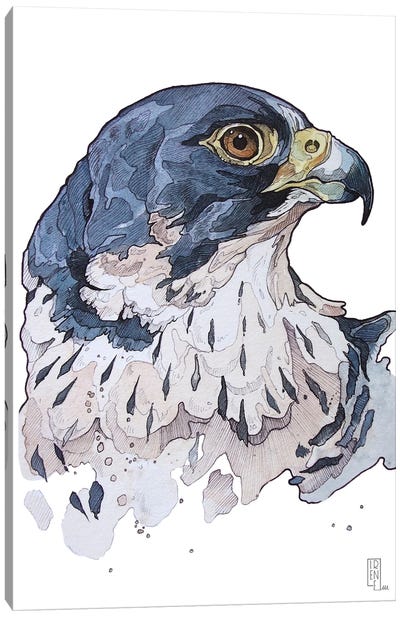 Peregrine Falcon Canvas Art Print - Irene Meniconi