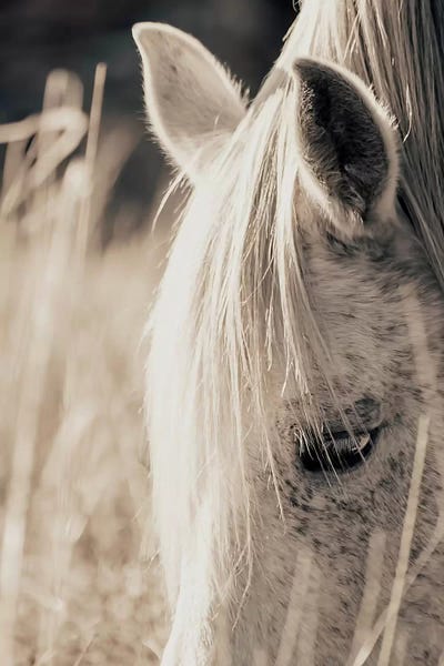 Macro Photography: Golden Hour II by Ingrid Beddoes