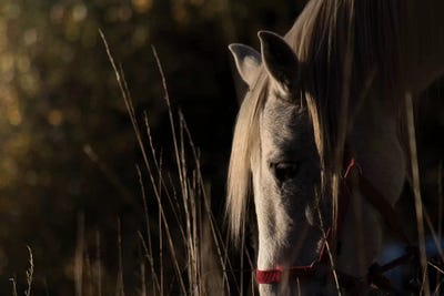 Golden Hour I by Ingrid Beddoes canvas print