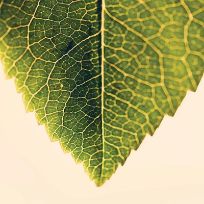 Greenery by Ingrid Beddoes framed wall art