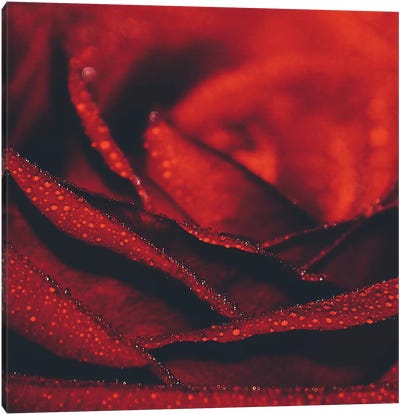 Lady Rose Canvas Art Print - Valiant Poppy