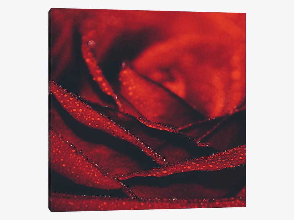 Lady Rose by Ingrid Beddoes 1-piece Canvas Wall Art