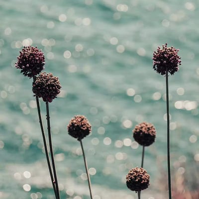 Ocean Sparkle by Ingrid Beddoes canvas print