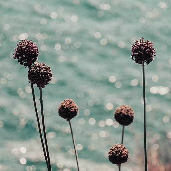 Alliums: Ocean Sparkle by Ingrid Beddoes