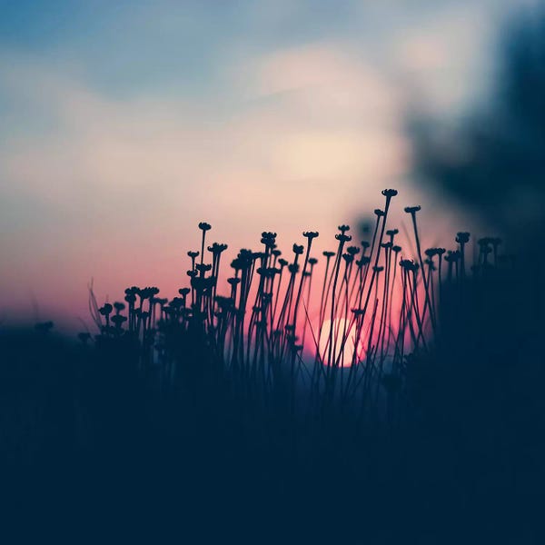 Ingrid Beddoes: Summer Beach Sunset I by Ingrid Beddoes