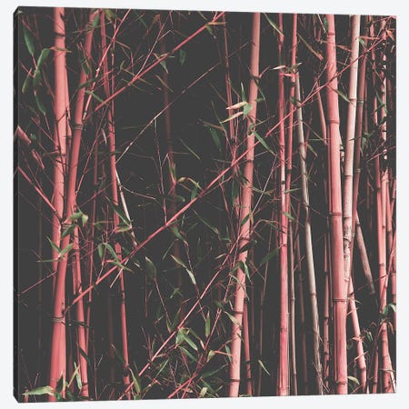 Bamboo Pink Canvas Print #INB114} by Ingrid Beddoes Canvas Art