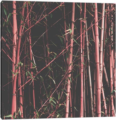 Bamboo Pink Canvas Art Print - Ingrid Beddoes