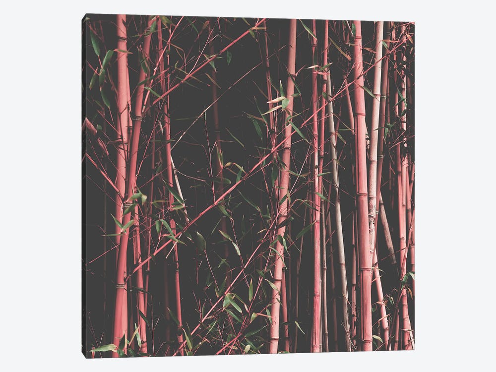 Bamboo Pink by Ingrid Beddoes 1-piece Canvas Art