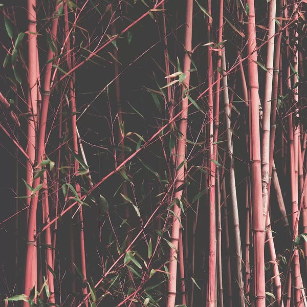 Bamboo: Bamboo Pink by Ingrid Beddoes