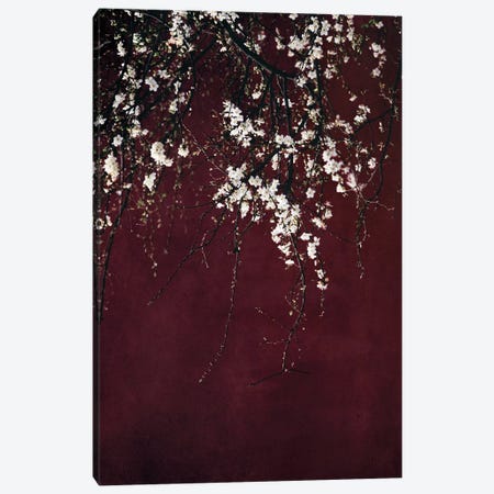 Blossoms On Ruby Red Canvas Print #INB20} by Ingrid Beddoes Art Print