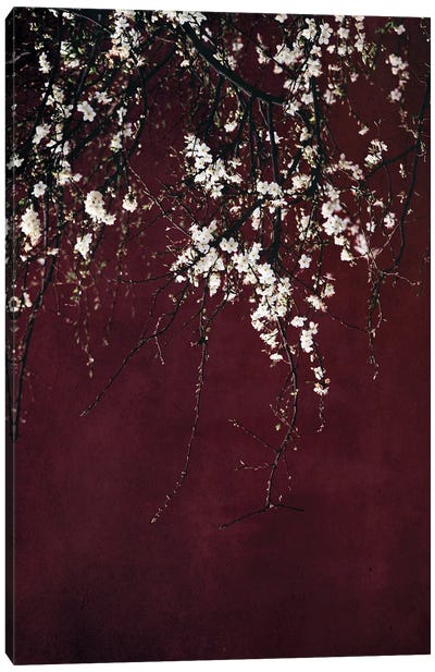 Blossoms On Ruby Red Canvas Art Print - Ingrid Beddoes