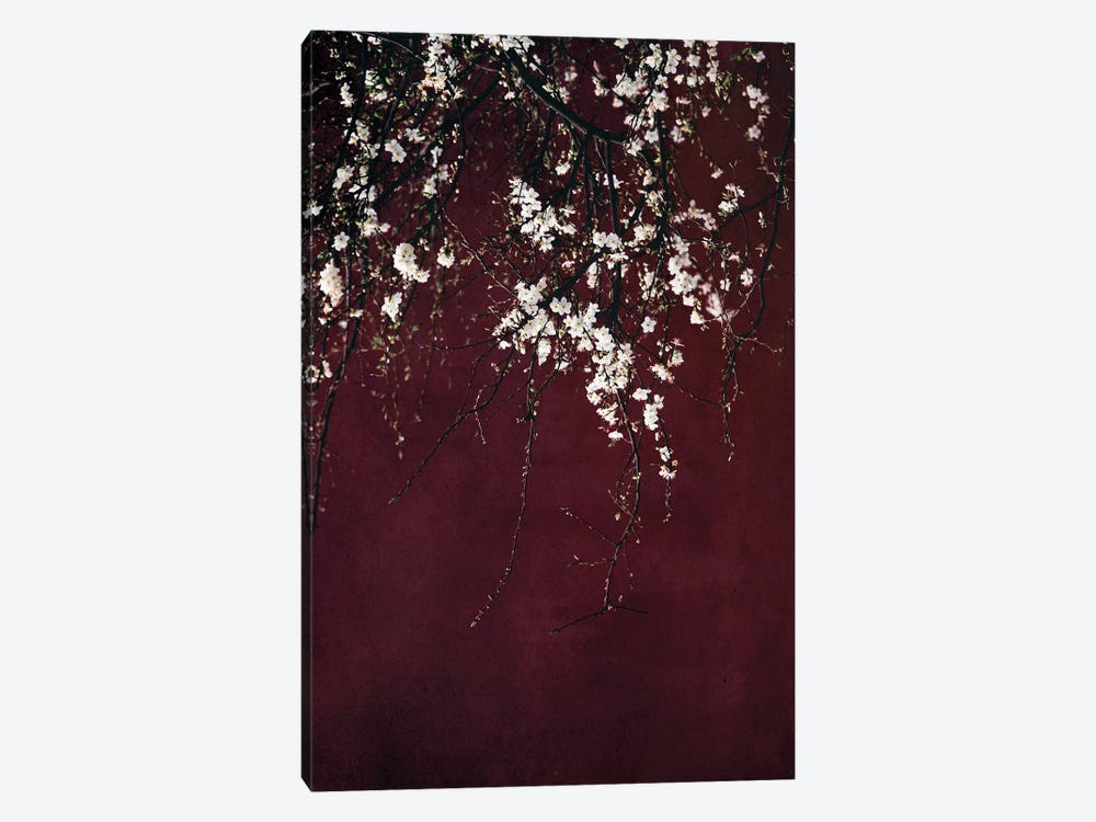 Blossoms On Ruby Red by Ingrid Beddoes 1-piece Canvas Print