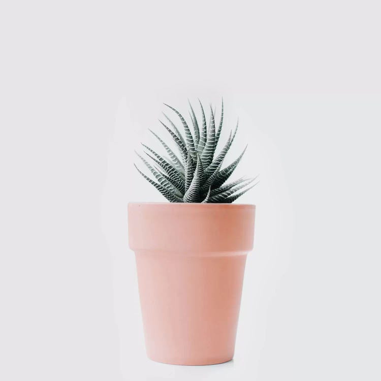 Cactus Love II by Ingrid Beddoes wall art