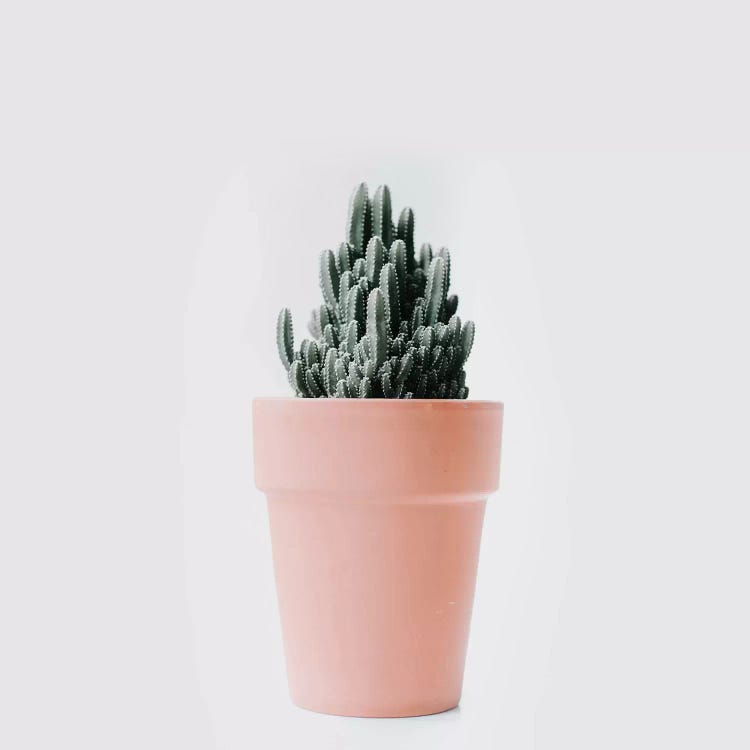 Cactus Love III by Ingrid Beddoes wall art