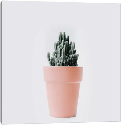 Cactus Love III Canvas Art Print - Pottery Still Life