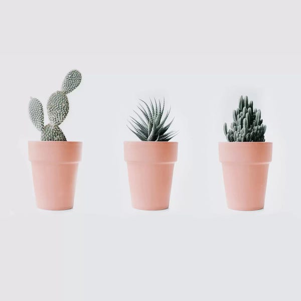 Still Life Photography: Cactus Love IV by Ingrid Beddoes