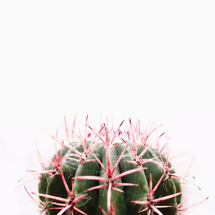 Cactus Red