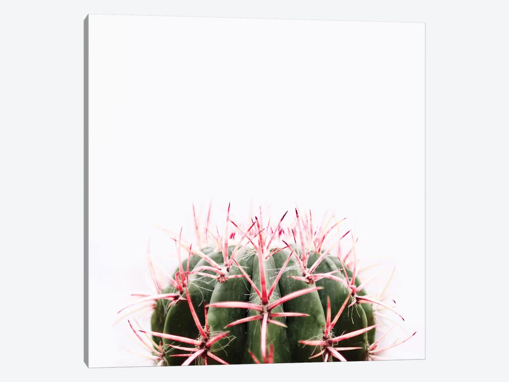 Cactus Red by Ingrid Beddoes 1-piece Canvas Art