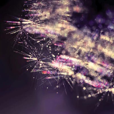 Deep Purple by Ingrid Beddoes framed wall art