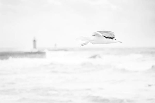 Flight