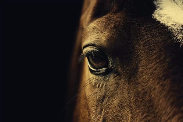 Minimalist Wildlife Photography: Gentle Soul by Ingrid Beddoes