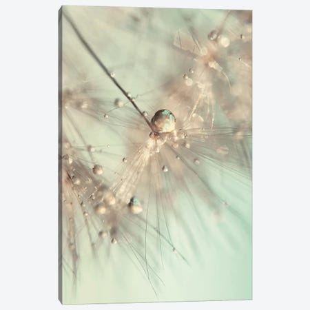 Morning Sparkle Canvas Print #INB54} by Ingrid Beddoes Canvas Print