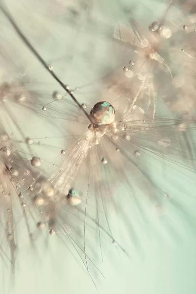 Zen Décor: Morning Sparkle by Ingrid Beddoes