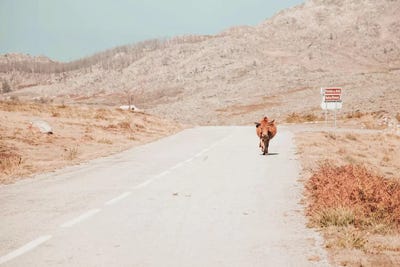 On The Road by Ingrid Beddoes framed wall art