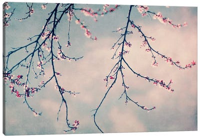 Pink Blossoms Canvas Art Print - Ingrid Beddoes