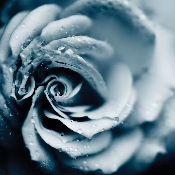 Macro Photography: Powder Blue Rose by Ingrid Beddoes