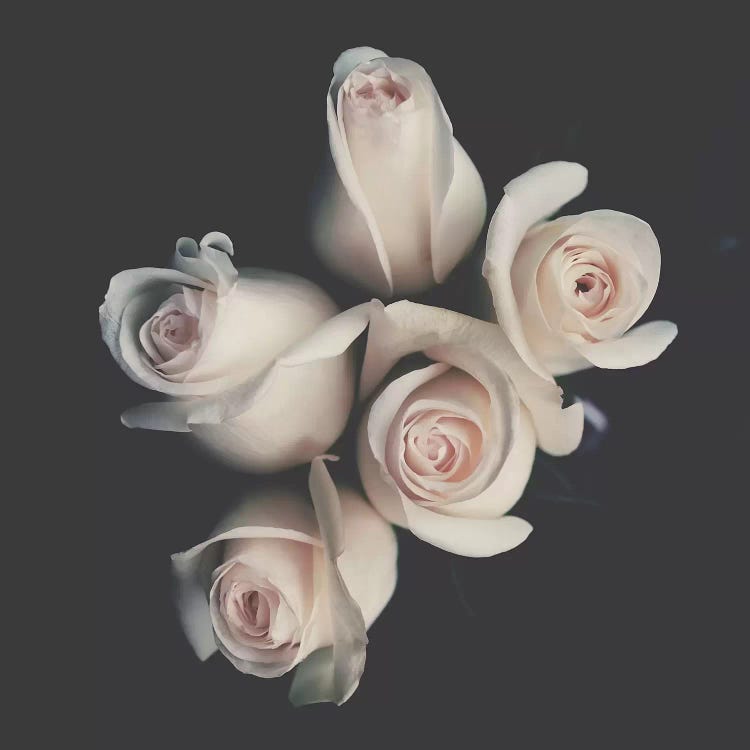 Roses by Ingrid Beddoes wall art