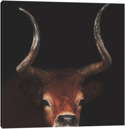 Rusty Oak Canvas Art Print - Minimalist Wildlife Photography