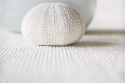 Summer Memories by Ingrid Beddoes framed wall art