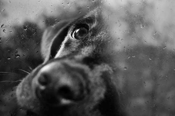 Labrador Retrievers: Waiting For You by Ingrid Beddoes