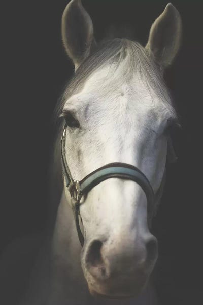 White Spirit by Ingrid Beddoes framed wall art