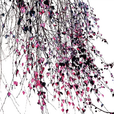 Willow Pink by Ingrid Beddoes framed wall art