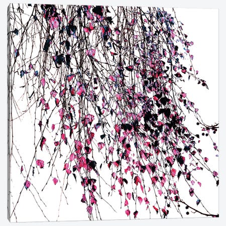 Willow Pink Canvas Print #INB94} by Ingrid Beddoes Canvas Art Print