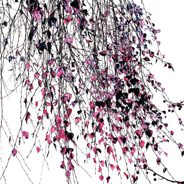 Ingrid Beddoes: Willow Pink by Ingrid Beddoes